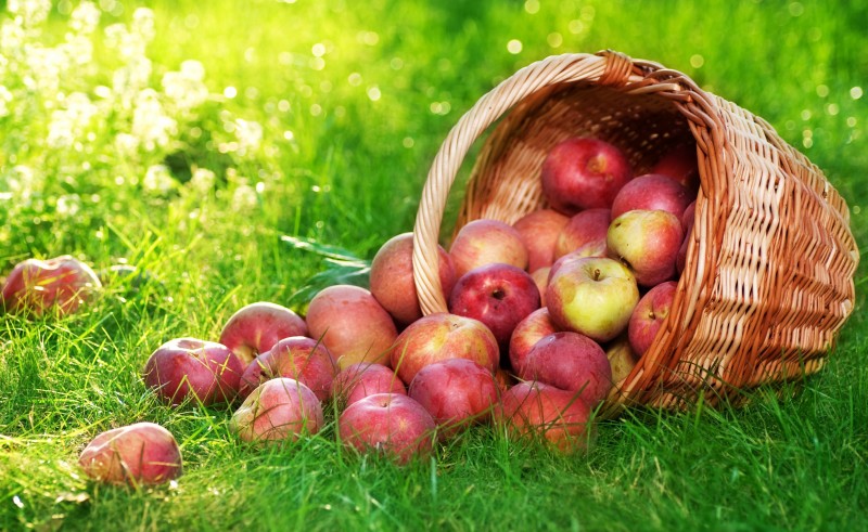 Khoa học đã chứng minh những người ăn 1 quả táo mỗi ngày trong chế độ giảm cân sẽ “tống khứ” được nhiều cân nặng hơn so với người không ăn táo. 